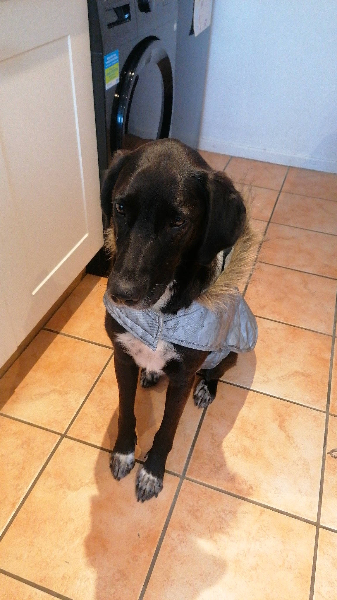 Bena is registered to the contest to win money with this photo: borador, canidae, carnivore, companion_dog, dog, dog_breed, floor, flooring, fur, gun_dog, hardwood, liver, snout, sporting_group, tail, tile, tile_flooring, wood, wood_flooring, working_animal