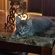 Hunter joined the competition — help win amazing prizes! kitten, cat, gray_tabby, table, granite, indoor, candle_holder, furniture, pet, animal, curious, resting, warm_lighting, decor, eyes, whiskers, ears, wood_floor, cozy, home