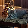 kitten, cat, gray_tabby, table, granite, indoor, candle_holder, furniture, pet, animal, curious, resting, warm_lighting, decor, eyes, whiskers, ears, wood_floor, cozy, home