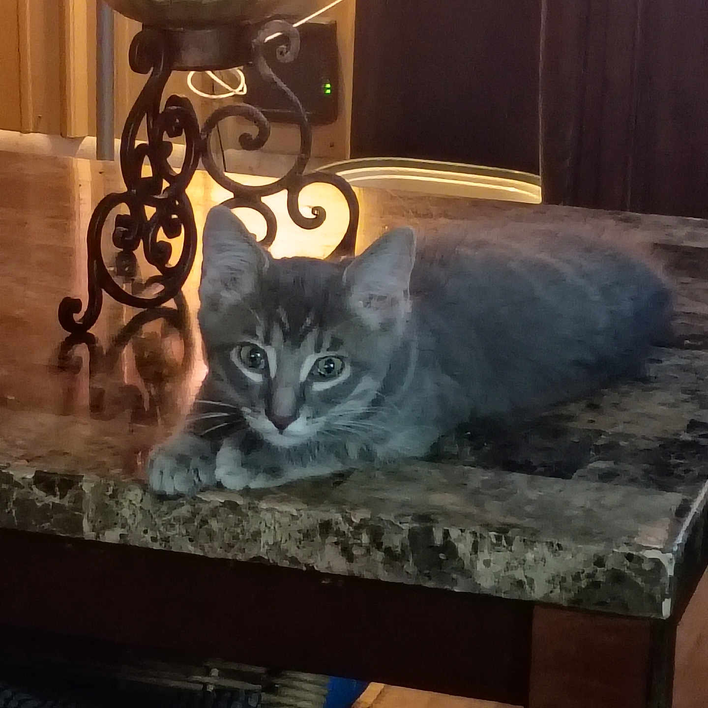 Hunter joined the competition — help win amazing prizes! kitten, cat, gray_tabby, table, granite, indoor, candle_holder, furniture, pet, animal, curious, resting, warm_lighting, decor, eyes, whiskers, ears, wood_floor, cozy, home