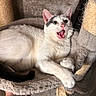 animal, black_spots, carpet, cat, cat_tree, claws, ears, fur, hand, indoor, mouth_open, paw, perch, pet, relaxed, scratching_post, surprised_expression, tattoo, whiskers, white_cat