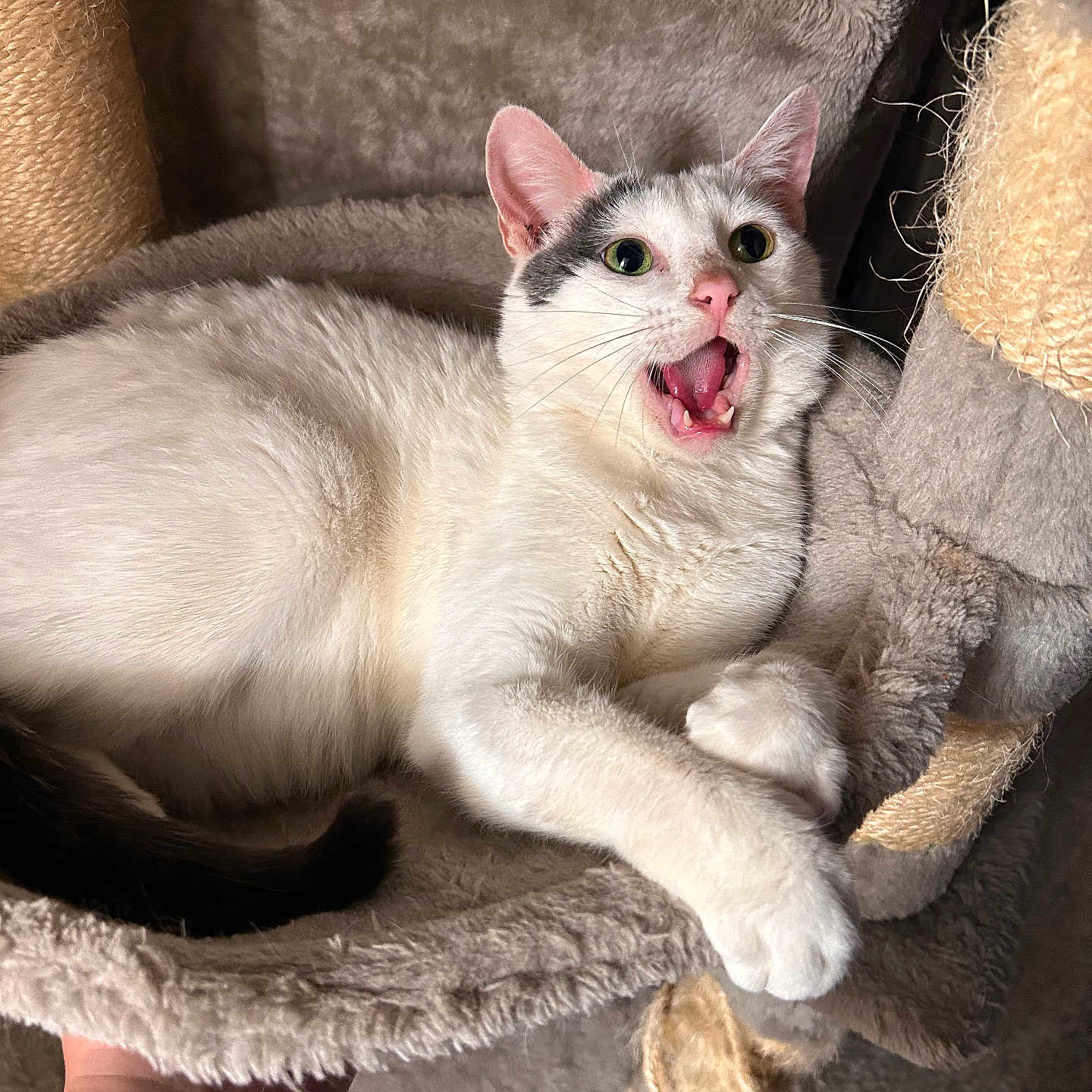 Sweet Baby joined the competition — help win amazing prizes! animal, black_spots, carpet, cat, cat_tree, claws, ears, fur, hand, indoor, mouth_open, paw, perch, pet, relaxed, scratching_post, surprised_expression, tattoo, whiskers, white_cat