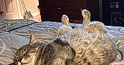 Lola joined the competition — help win amazing prizes! bed, bedroom, belly_up, blanket, cat, comforter, cozy, curtains, dresser, furry, gray_cat, indoor, nap, paws_up, pet, relaxed, remote_control, sleeping, tabby, television