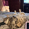 bed, bedroom, belly_up, blanket, cat, comforter, cozy, curtains, dresser, furry, gray_cat, indoor, nap, paws_up, pet, relaxed, remote_control, sleeping, tabby, television