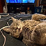 Lola is registered to the contest to win money with this photo: animal_portrait, bed, bedroom, belly_up, blanket, cat, close_up, cozy, fur, gray_brown, indoors, lying_down, paws, pet, relaxed, resting, sleeping, tabby, television, whiskers