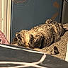 animal, belly_up, box, cables, carpet, cat, cozy, fluffy, funny, fur, household, indoors, nap, paws, pet, photography, relaxed, sleeping, striped, tabby