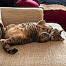 Lola is registered to the contest to win money with this photo: belly_up, brown, cat, couch, cozy, cushions, feline, fluffy, fur, home, indoor, lounging, paws, relaxed, sleeping, sofa, sunlight, tabby, tail, whiskers