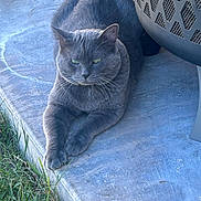 Buddy is registered to the contest to win money with this photo: animal, cat, close_up, concrete, daylight, feline, fur, grass, gray_cat, green_eyes, metal_structure, nature, outdoor, paw, pet, quiet, resting, sidewalk, step, whiskers