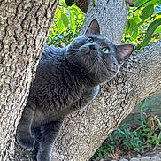 Buddy is registered to the contest to win money with this photo: cat, gray_cat, tree, tree_trunk, green_eyes, outdoor, nature, foliage, leaves, curious, pet, animal, climbing, garden, sunlight, texture, wildlife, close_up, mammal, whiskers