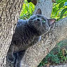 cat, gray_cat, tree, tree_trunk, green_eyes, outdoor, nature, foliage, leaves, curious, pet, animal, climbing, garden, sunlight, texture, wildlife, close_up, mammal, whiskers