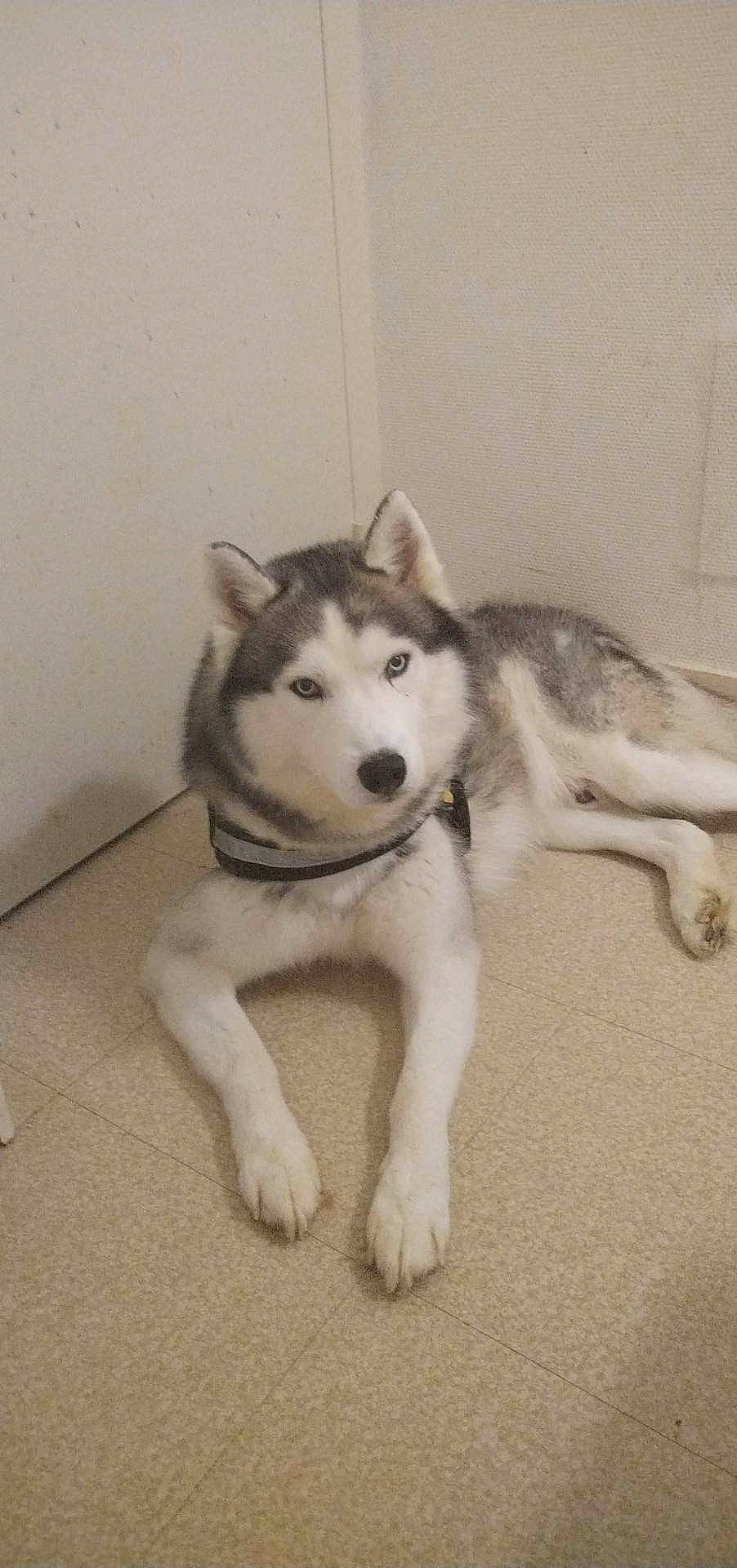 Jinko a rejoint le concours — aidez-le/la à gagner de superbes lots ! ancient_dog_breeds, canidae, canis, carnivore, companion_dog, dog, dog_breed, flooring, foot, fur, non_sporting_group, siberian_husky, sled_dog, snout, sporting_group, tail, terrestrial_animal, working_animal, working_dog