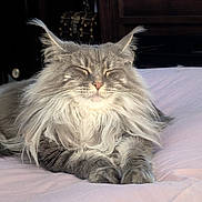 Maya joined the competition — help win amazing prizes! cat, fluffy, gray, relaxed, sleeping, pet, feline, indoor, bed, blanket, closeup, whiskers, soft, cute, adorable, resting, cozy, sunlight, portrait, animal