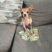 Peanut is registered to the contest to win money with this photo: animal, brown, cash, chihuahua, closeup, couch, cozy, curious, cute, dog, fur, home, indoor, living_room, money, pet, pillow, sitting, small_dog, white