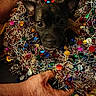 animal, black_dog, closeup, colorful, curious, cute, decorations, dog, elderly_hand, festive, hand, holiday, indoor, pet, quilt, shiny, small_dog, sparkle, tinsel, wreath