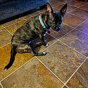 Gypsi is registered to the contest to win money with this photo: animal, brindle, collar, companion, couch, cozy, curious, dog, domestic, ears, floor, furniture, home, indoor, looking_up, paw, pet, quilt, small_dog, tile