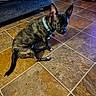 animal, brindle, collar, companion, couch, cozy, curious, dog, domestic, ears, floor, furniture, home, indoor, looking_up, paw, pet, quilt, small_dog, tile