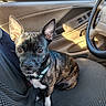 Gypsi is registered to the contest to win money with this photo: animal, black, brindle, brown, car_door, car_interior, car_seat, close_up, collar, dog, domestic_animal, ears, looking_up, pet, seat_cover, sitting, steering_wheel, sunlight, white, window