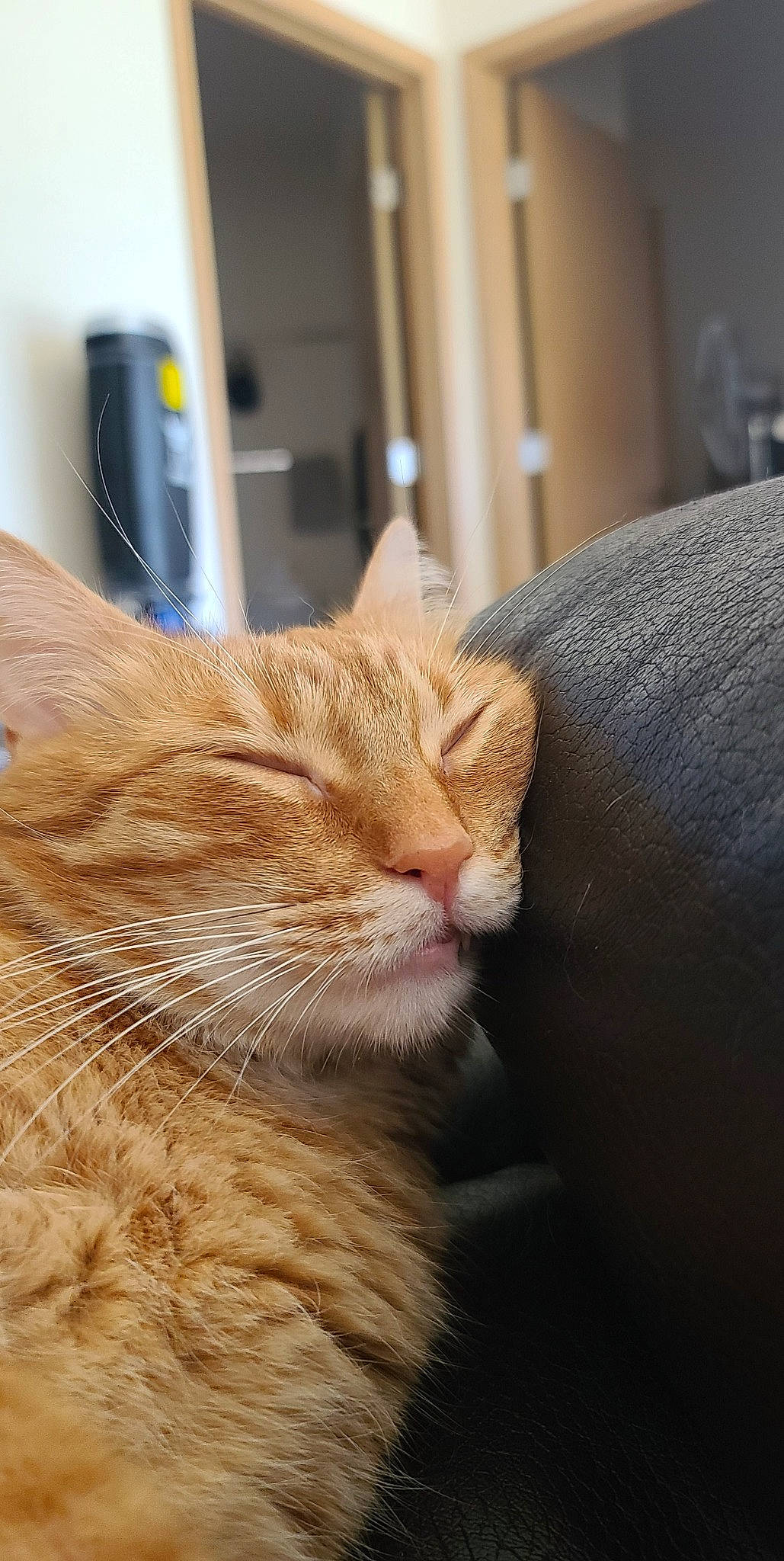 Larry is registered to the contest to win money with this photo: carnivore, cat, claw, comfort, domestic_short_haired_cat, fawn, felidae, fur, room, small_to_medium_sized_cats, snout, tail, terrestrial_animal, whiskers, window, wood