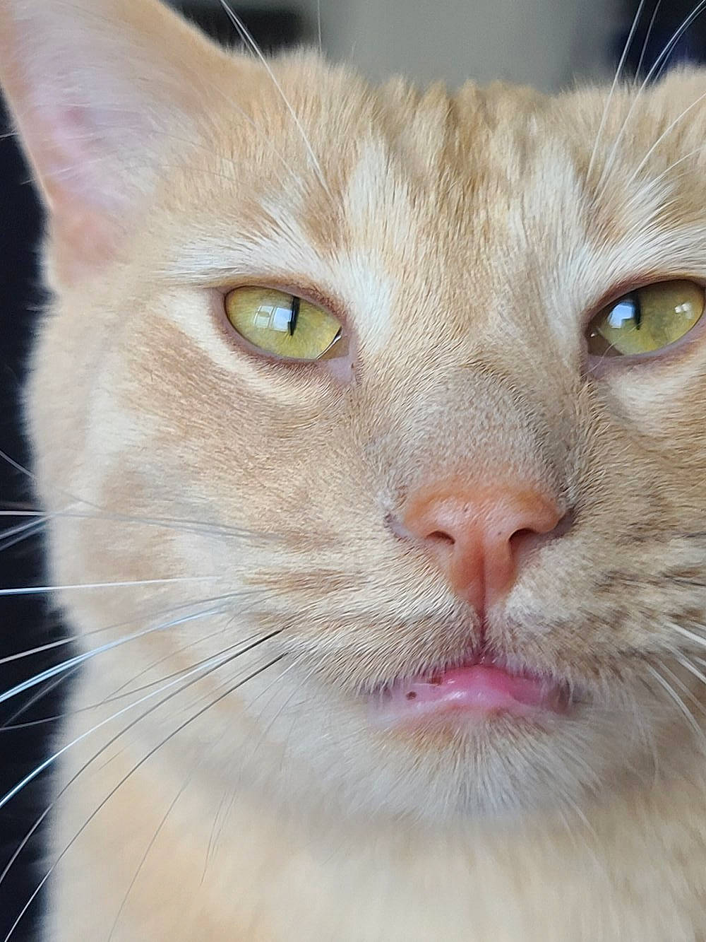 Dexter joined the competition — help win amazing prizes! carnivore, cat, close_up, curious, domestic_short_haired_cat, ear, eye, fang, fawn, felidae, fur, head, human_body, iris, nose, small_to_medium_sized_cats, snout, terrestrial_animal, whiskers, window