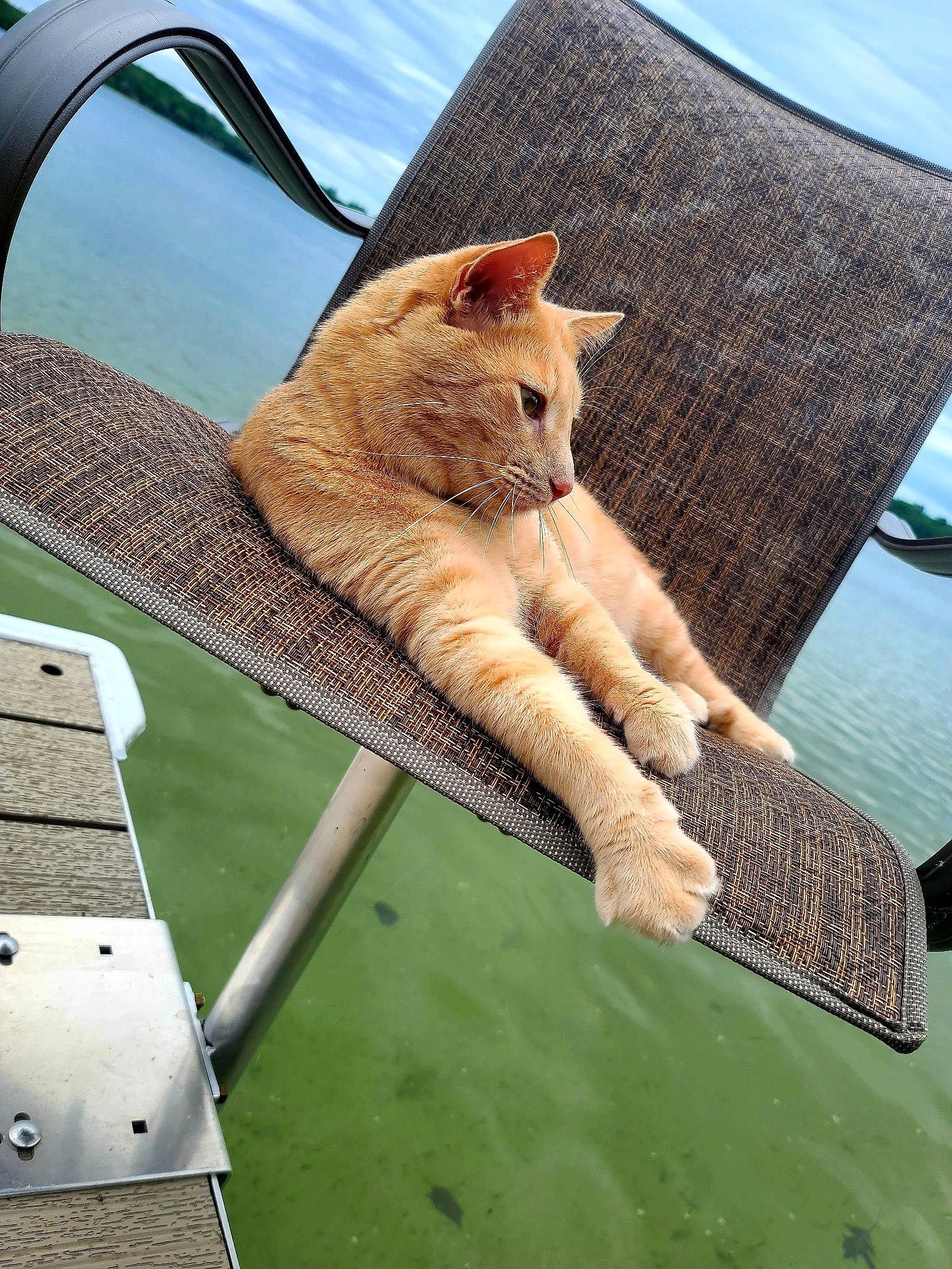 Dexter is registered to the contest to win money with this photo: bench, carnivore, cat, chair, domestic_short_haired_cat, fawn, felidae, grass, leisure, outdoor_furniture, plant, sitting, sky, small_to_medium_sized_cats, snout, table, tail, whiskers, window, wood