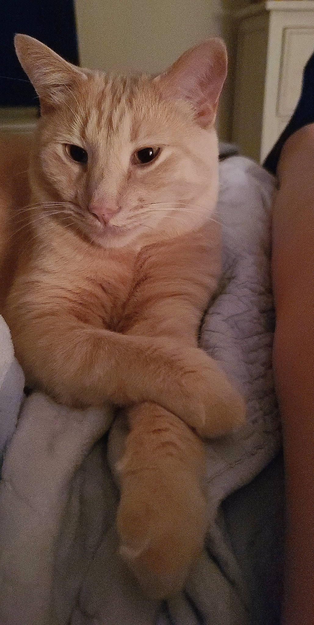 Dexter joined the competition — help win amazing prizes! carnivore, cat, claw, comfort, domestic_short_haired_cat, ear, fawn, felidae, fur, gesture, paw, small_to_medium_sized_cats, snout, tail, whiskers