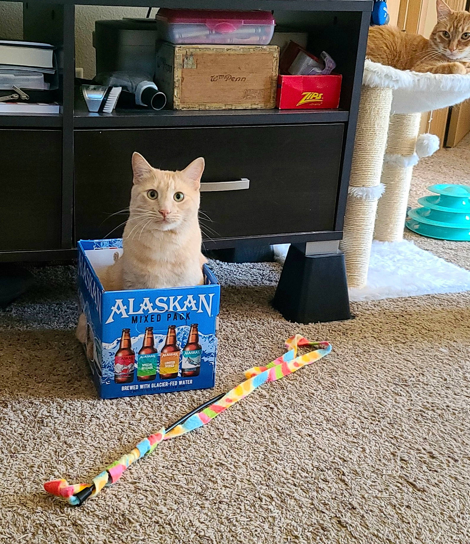 Dexter joined the competition — help win amazing prizes! blue, box, cabinetry, carnivore, cat, chest_of_drawers, cone, domestic_short_haired_cat, drawer, fawn, felidae, flooring, hardwood, room, shelf, shelving, small_to_medium_sized_cats, tail, whiskers, wood