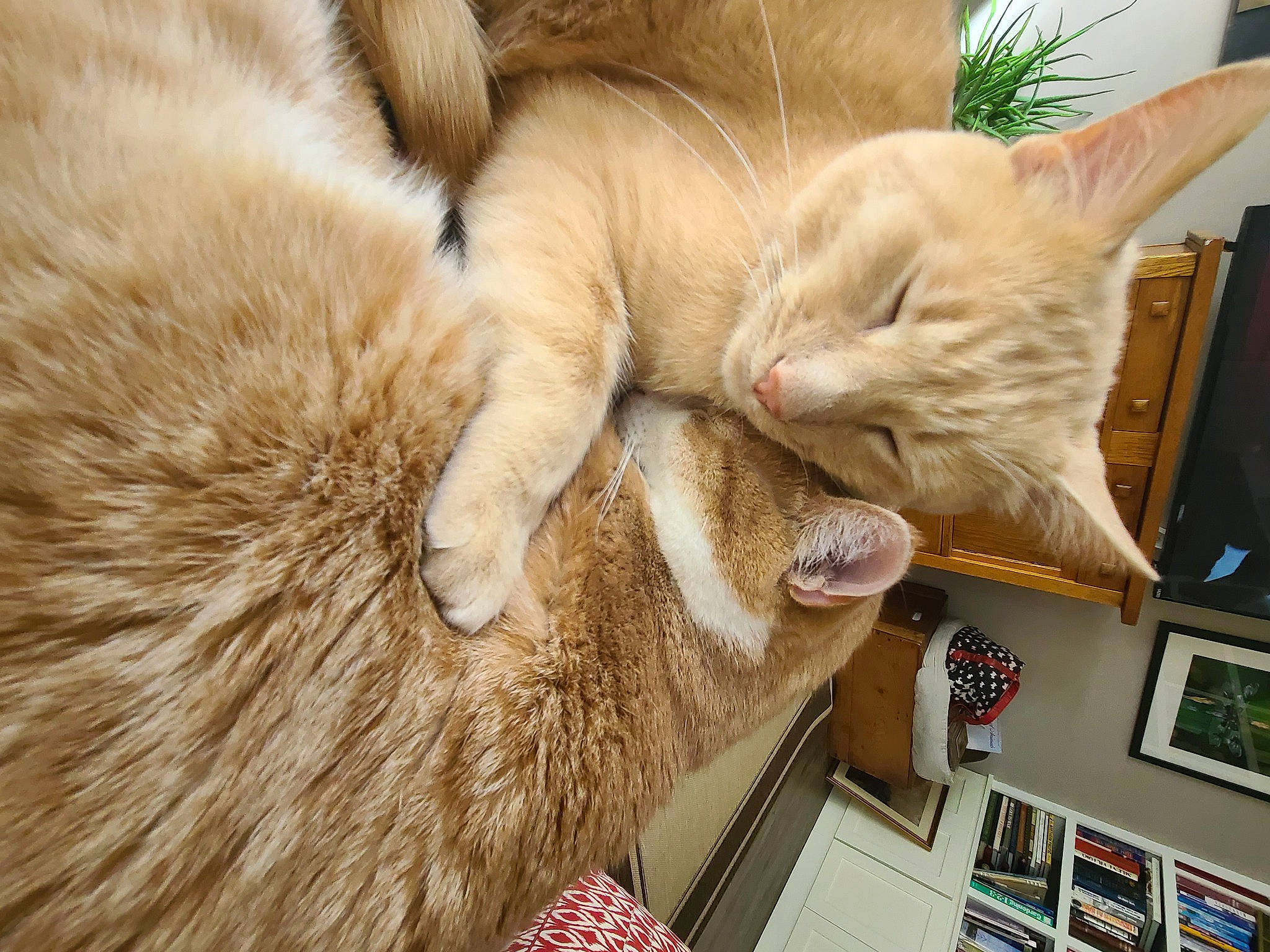 Dexter is registered to the contest to win money with this photo: bookcase, carnivore, cat, claw, domestic_short_haired_cat, fawn, felidae, flooring, fur, nap, paw, picture_frame, shelf, sleep, small_to_medium_sized_cats, snout, tail, whiskers