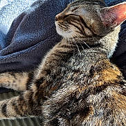 Vasco participe au concours pour gagner de l'argent avec cette photo : cat, tabby, sleeping, sunlight, blanket, fur, whiskers, indoor, cozy, relaxed, pet, animal, striped, closeup, texture, soft, domestic, resting, feline, warm