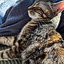 cat, tabby, sleeping, sunlight, blanket, fur, whiskers, indoor, cozy, relaxed, pet, animal, striped, closeup, texture, soft, domestic, resting, feline, warm