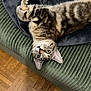 Vasco a rejoint le concours — aidez-le/la à gagner de superbes lots ! cat, tabby, upside_down, green_couch, corduroy, blanket, black_blanket, wood_floor, parquet, indoor, pet, feline, curious, relaxed, whiskers, ears, eyes, fur, home, cozy