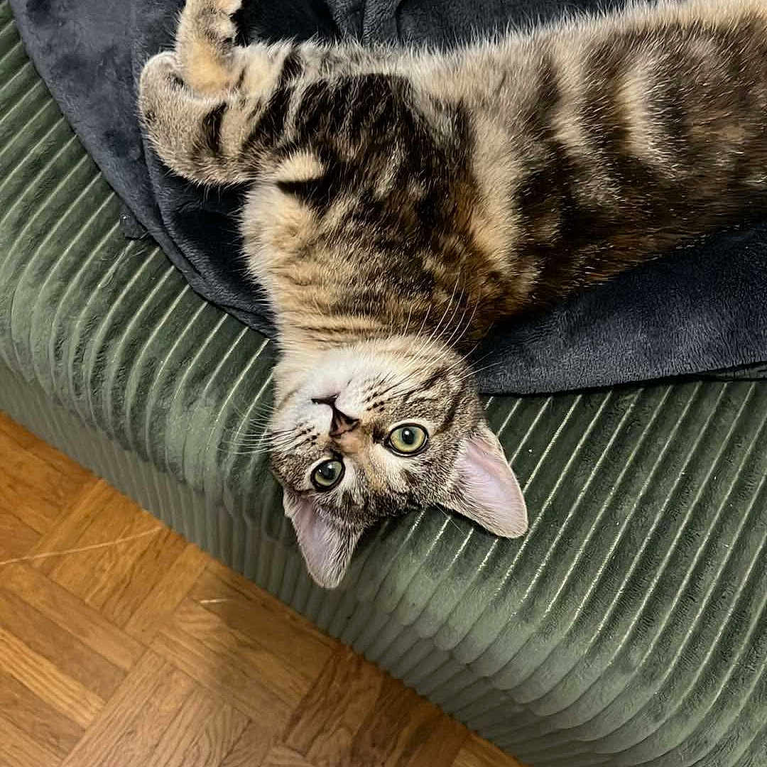 Vasco a rejoint le concours — aidez-le/la à gagner de superbes lots ! black_blanket, blanket, cat, corduroy, cozy, curious, ears, eyes, feline, fur, green_couch, home, indoor, parquet, pet, relaxed, tabby, upside_down, whiskers, wood_floor