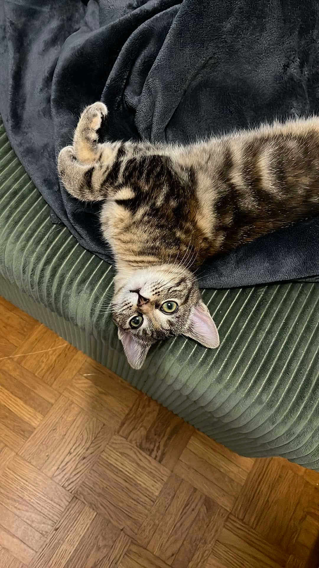 Vasco a rejoint le concours — aidez-le/la à gagner de superbes lots ! cat, tabby, upside_down, green_couch, corduroy, blanket, black_blanket, wood_floor, parquet, indoor, pet, feline, curious, relaxed, whiskers, ears, eyes, fur, home, cozy