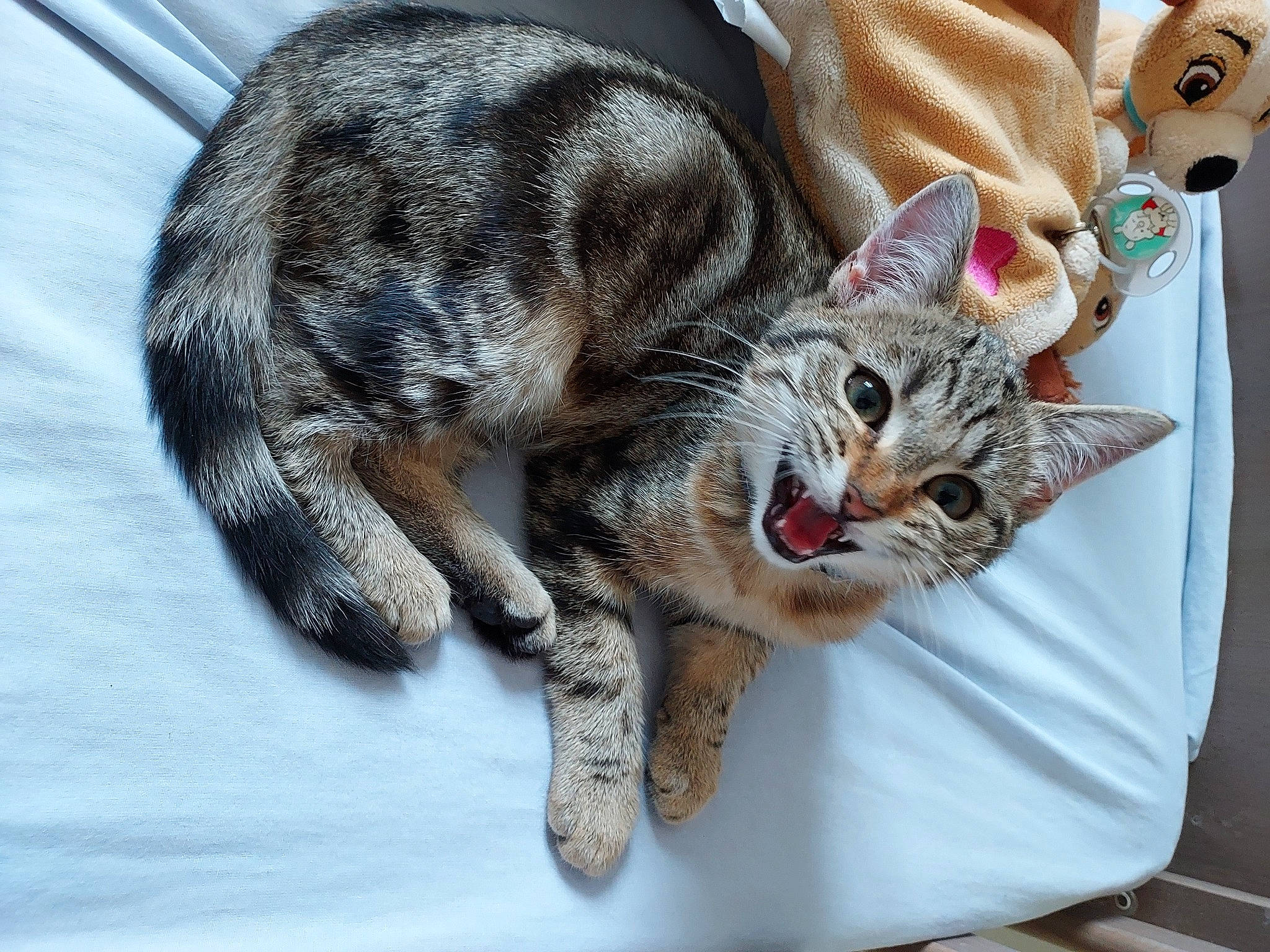 Lixy participe au concours pour gagner de l'argent avec cette photo : carnivore, cat, claw, comfort, domestic_short_haired_cat, felidae, foot, fur, paw, small_to_medium_sized_cats, snout, tail, terrestrial_animal, whiskers