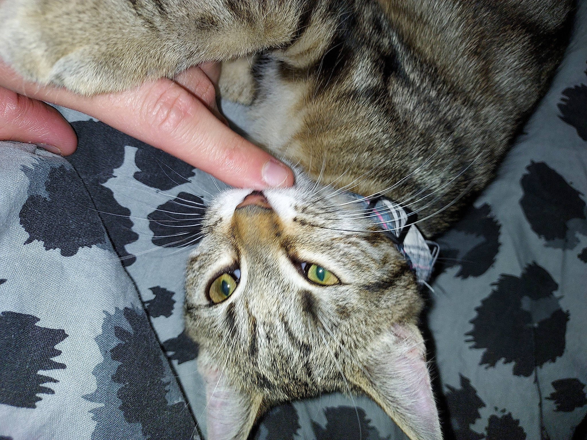 Lixy a rejoint le concours — aidez-le/la à gagner de superbes lots ! carnivore, cat, claw, close_up, devon_rex, domestic_short_haired_cat, felidae, fur, grey, nail, pattern, paw, photography, small_to_medium_sized_cats, snout, tail, terrestrial_animal, whiskers, wildlife