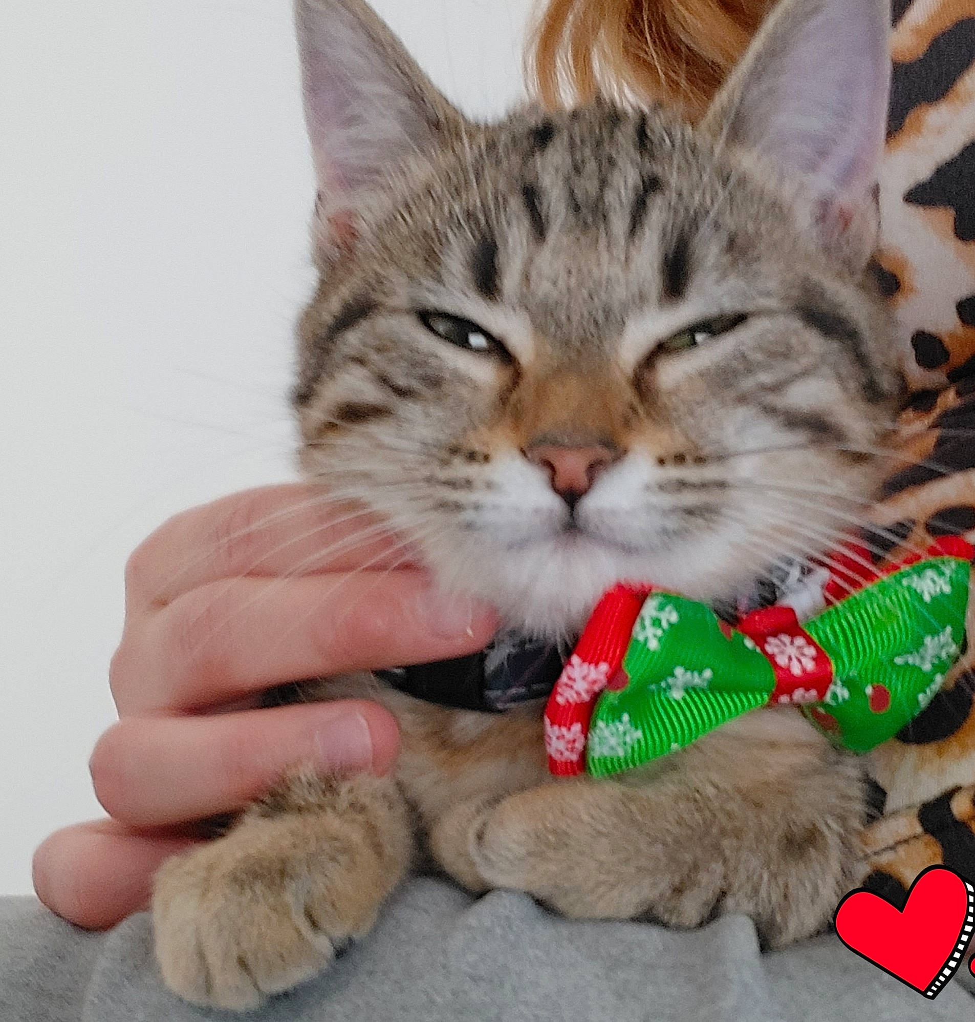 Lixy a rejoint le concours — aidez-le/la à gagner de superbes lots ! carnivore, cat, cat_toy, claw, domestic_short_haired_cat, fawn, felidae, foot, fur, gesture, holiday, lap, nail, paw, play, small_to_medium_sized_cats, snout, tail, vertebrate, whiskers