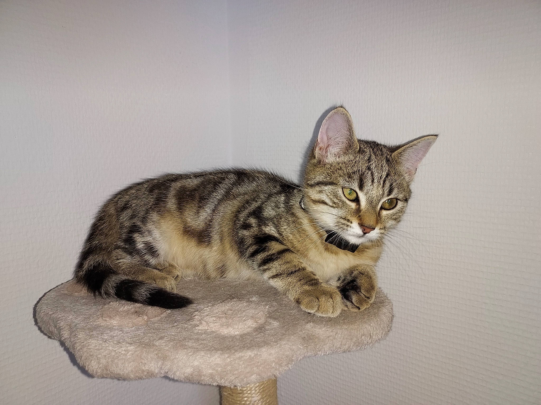 Lixy participe au concours pour gagner de l'argent avec cette photo : art, carnivore, cat, claw, domestic_short_haired_cat, eye, felidae, fur, paw, sitting, small_to_medium_sized_cats, snout, tail, terrestrial_animal, whiskers, wildlife