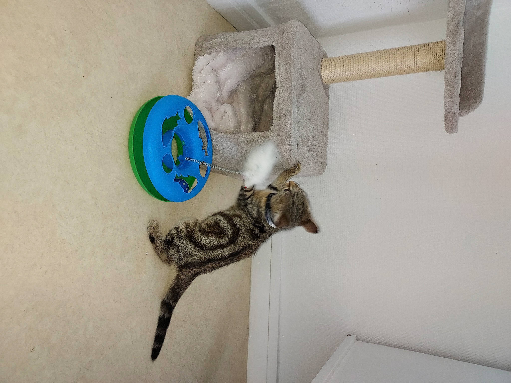 Lixy participe au concours pour gagner de l'argent avec cette photo : art, carnivore, cat, domestic_short_haired_cat, felidae, flooring, fur, grey, hardwood, plaster, room, sculpture, shelf, shelving, small_to_medium_sized_cats, tail, terrestrial_animal, visual_arts, whiskers, wood