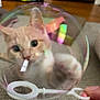 Nala joined the competition — help win amazing prizes! cat, orange_cat, bubble, soap_bubble, paw, curious, indoor, carpet, hand, bubble_wand, reflection, closeup, pet, playful, feline, whiskers, ears, eye, nose, blurry_background