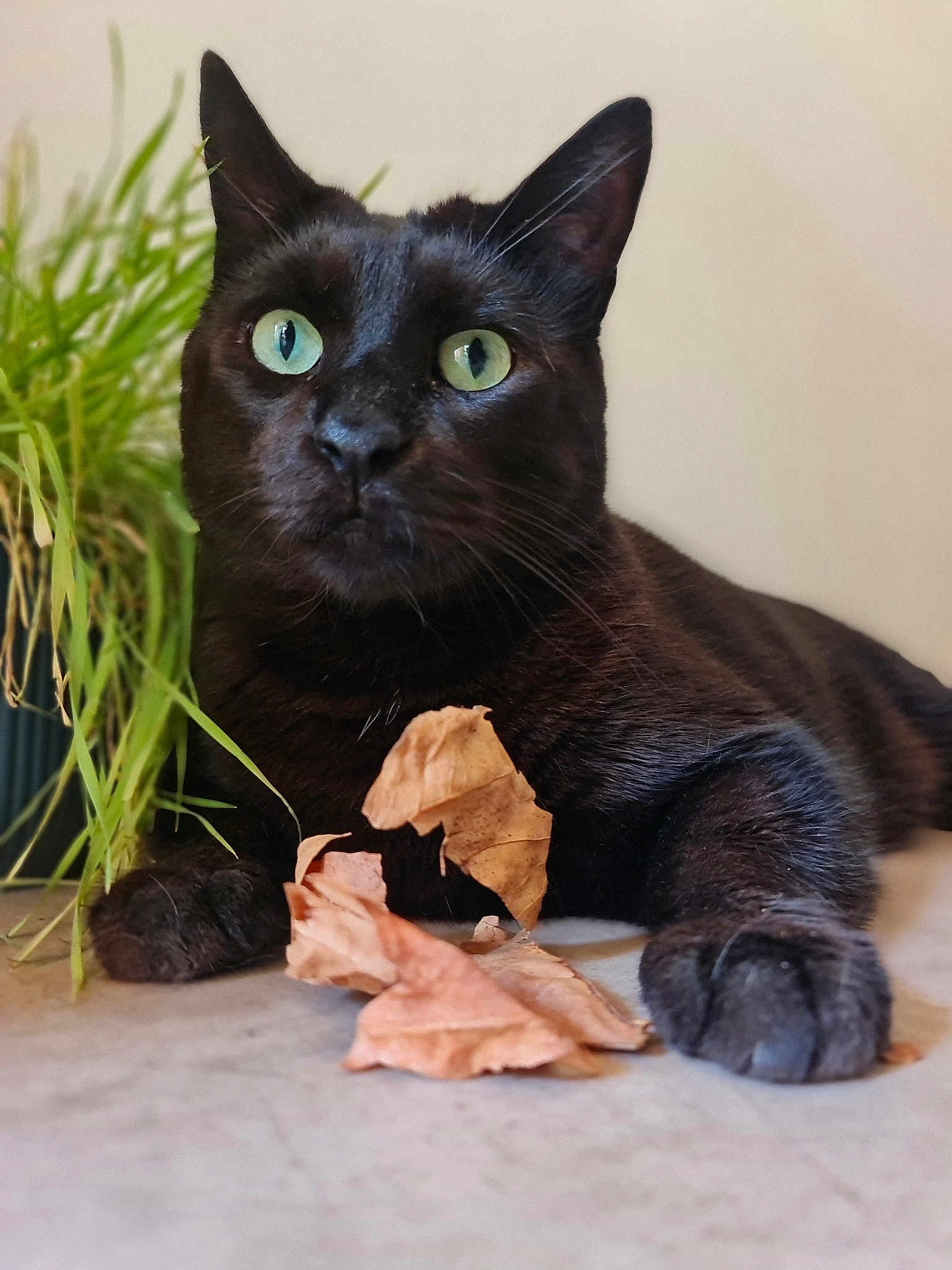 Baloo