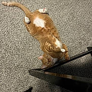 Hades is registered to the contest to win money with this photo: belly_up, carpet, cat, cute, domestic_animal, eyes, floor, fur, furniture, ginger_cat, indoor, looking_up, paws, pet, playful, relaxed, tabby, table_leg, whiskers, white_patch