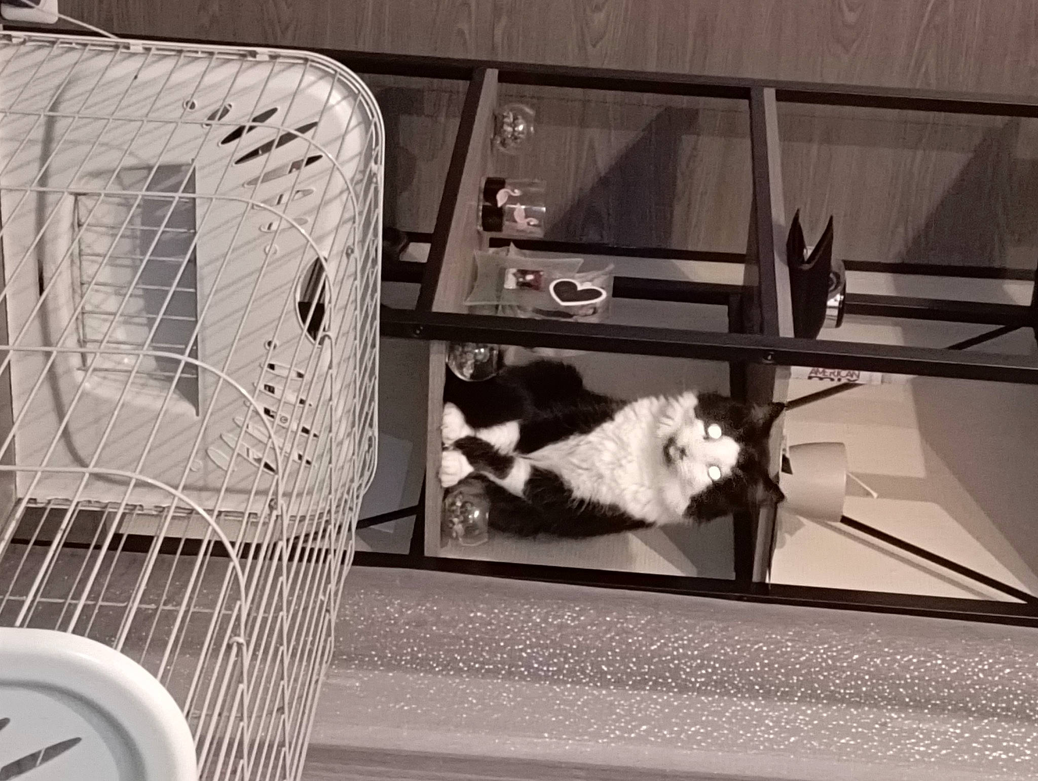 Nouky participe au concours pour gagner de l'argent avec cette photo : automotive_tire, black_and_white, building, carnivore, felidae, glass, mammal, mesh, metal, monochrome, monochrome_photography, motor_vehicle, rectangle, room, shadow, small_to_medium_sized_cats, sporting_group, still_life_photography, style, tints_and_shades