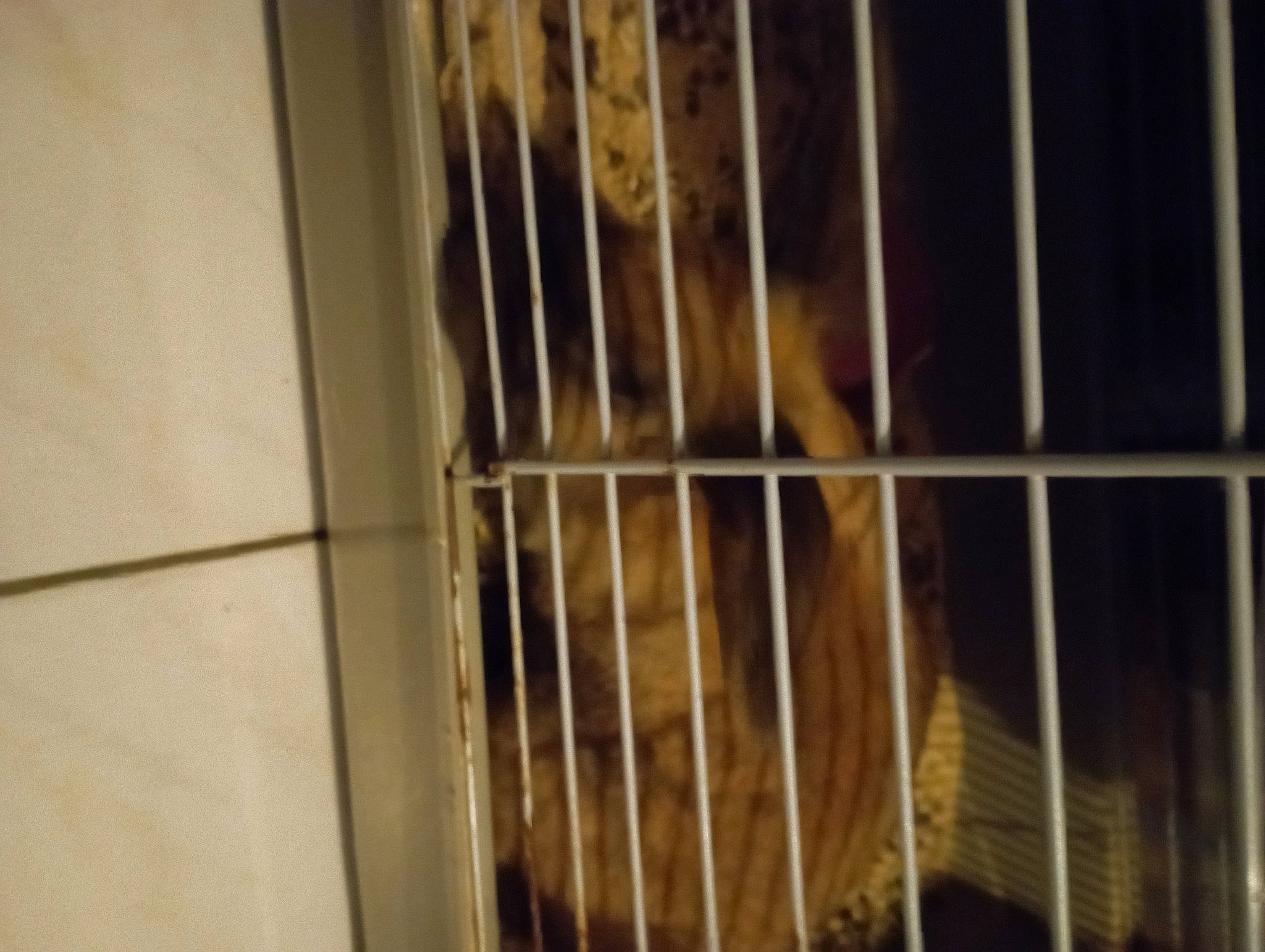 Nouky a rejoint le concours — aidez-le/la à gagner de superbes lots ! beak, canidae, carnivore, companion_dog, dog_breed, fawn, felidae, fur, mammal, pet_supply, rodent, service, small_to_medium_sized_cats, snout, sporting_group, tail, terrestrial_animal, vertebrate, whiskers, wood