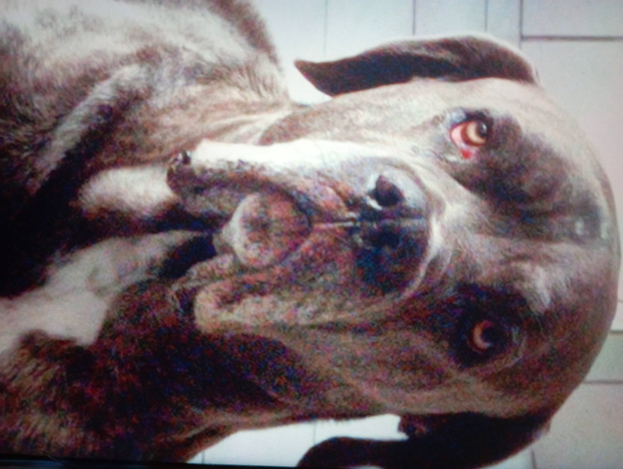 Lasko a rejoint le concours — aidez-le/la à gagner de superbes lots ! canidae, carnivore, close_up, comfort, companion_dog, dog, dog_breed, ear, eye, fawn, fur, guard_dog, jaw, liver, snout, sporting_group, visual_arts, whiskers, working_animal, wrinkle