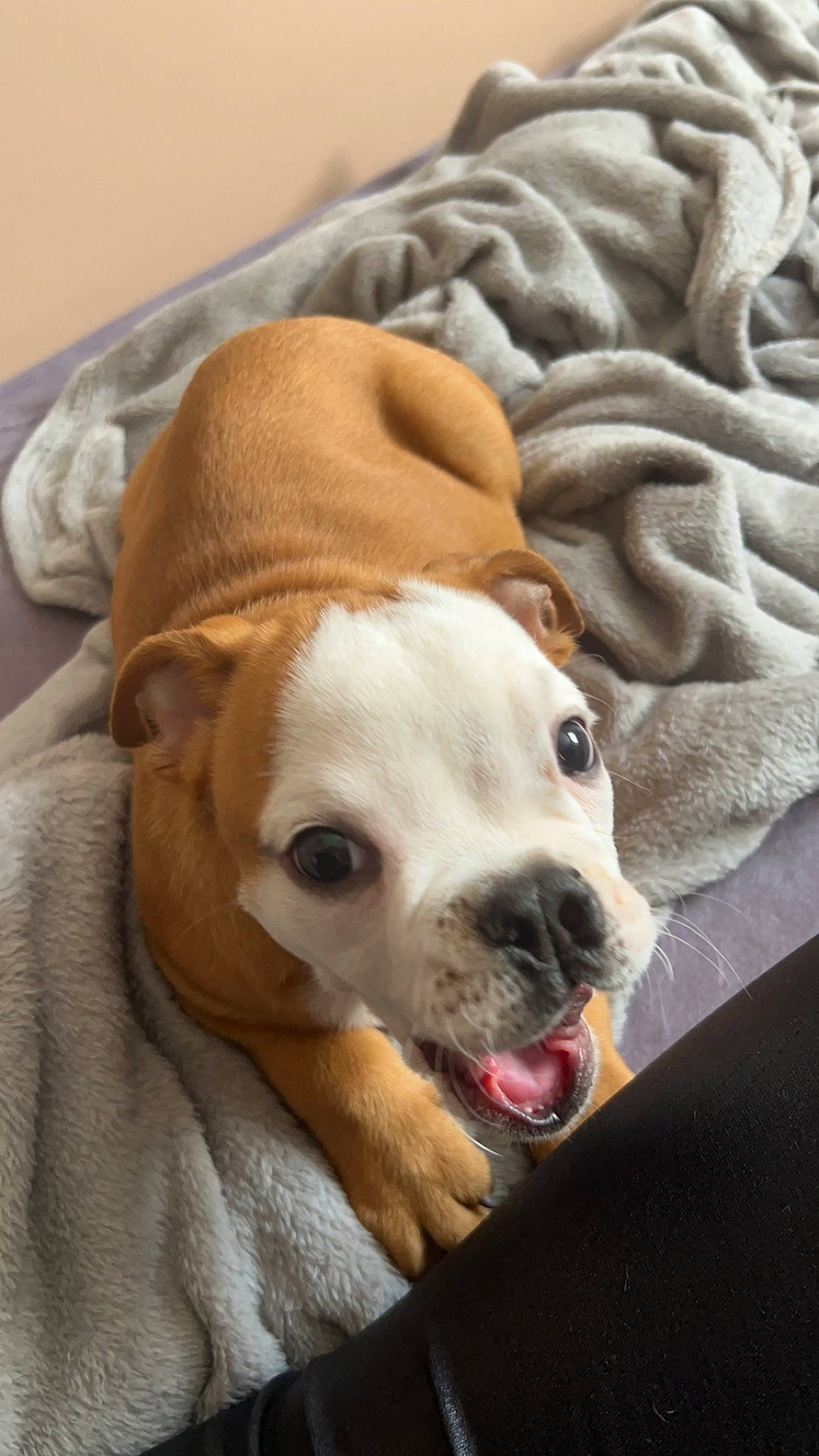 Tyson a rejoint le concours — aidez-le/la à gagner de superbes lots ! bored, canidae, carnivore, collar, comfort, companion_dog, dog, dog_breed, dog_supply, ear, fawn, fur, linens, pet_supply, snout, sporting_group, toy_dog, whiskers, working_animal, wrinkle