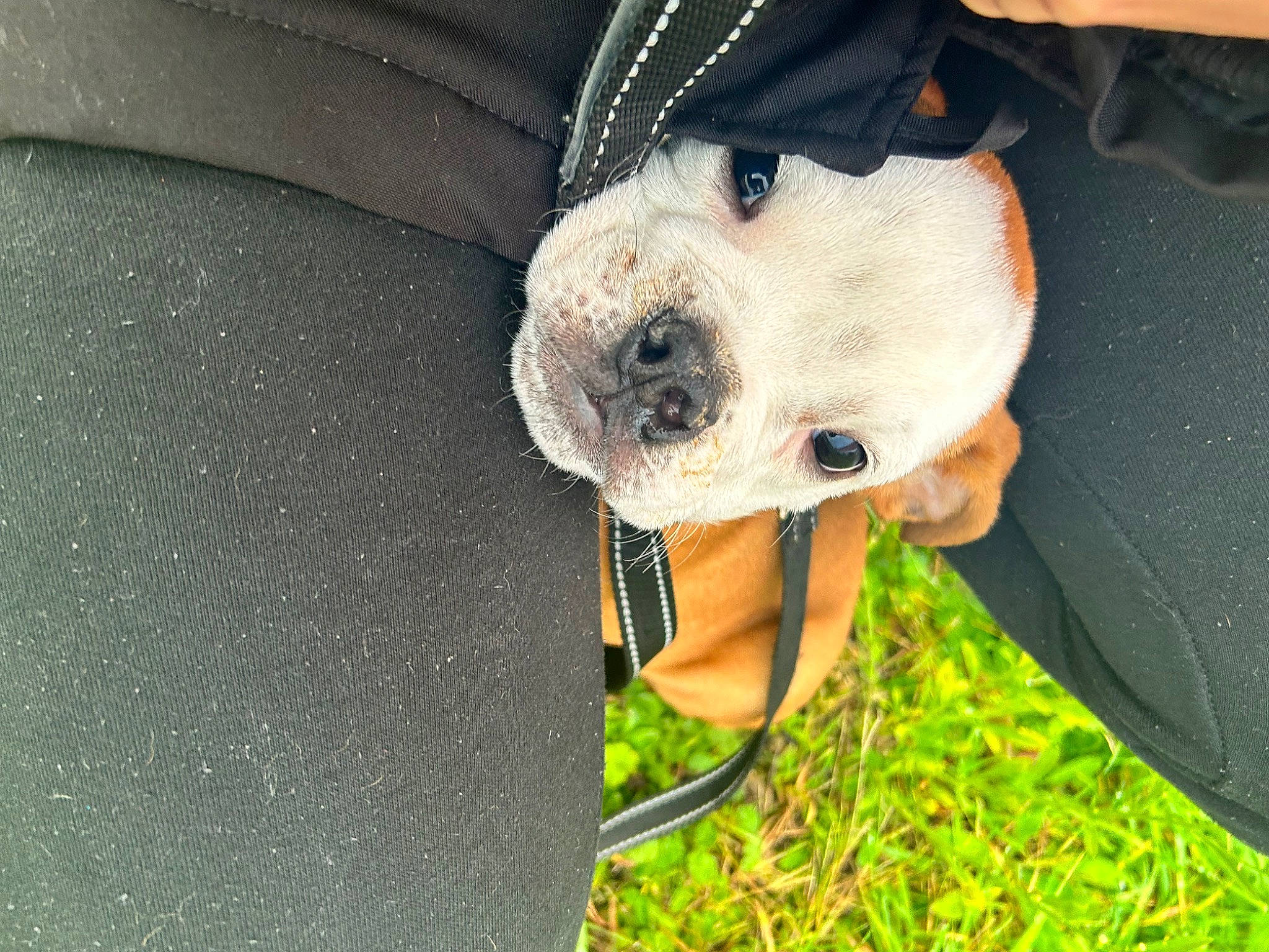 Tyson participe au concours pour gagner de l'argent avec cette photo : ball, canidae, carnivore, collar, companion_dog, dog, dog_breed, dog_clothes, dog_collar, fawn, fur, grass, personal_protective_equipment, selfie, snout, sporting_group, stuffed_toy, toy, whiskers, working_animal