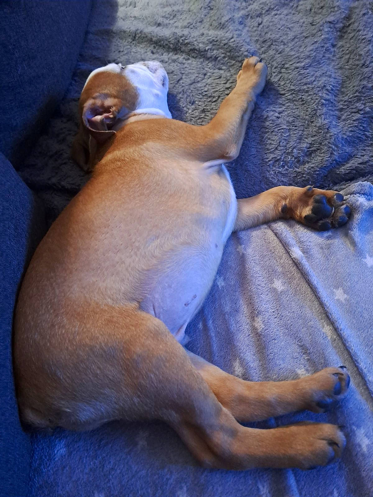 Tyson participe au concours pour gagner de l'argent avec cette photo : art, canidae, carnivore, comfort, companion_dog, dog, dog_breed, fawn, foot, human_leg, non_sporting_group, paw, pet_supply, snout, sporting_group, tail, terrestrial_animal, thigh, wood, working_animal