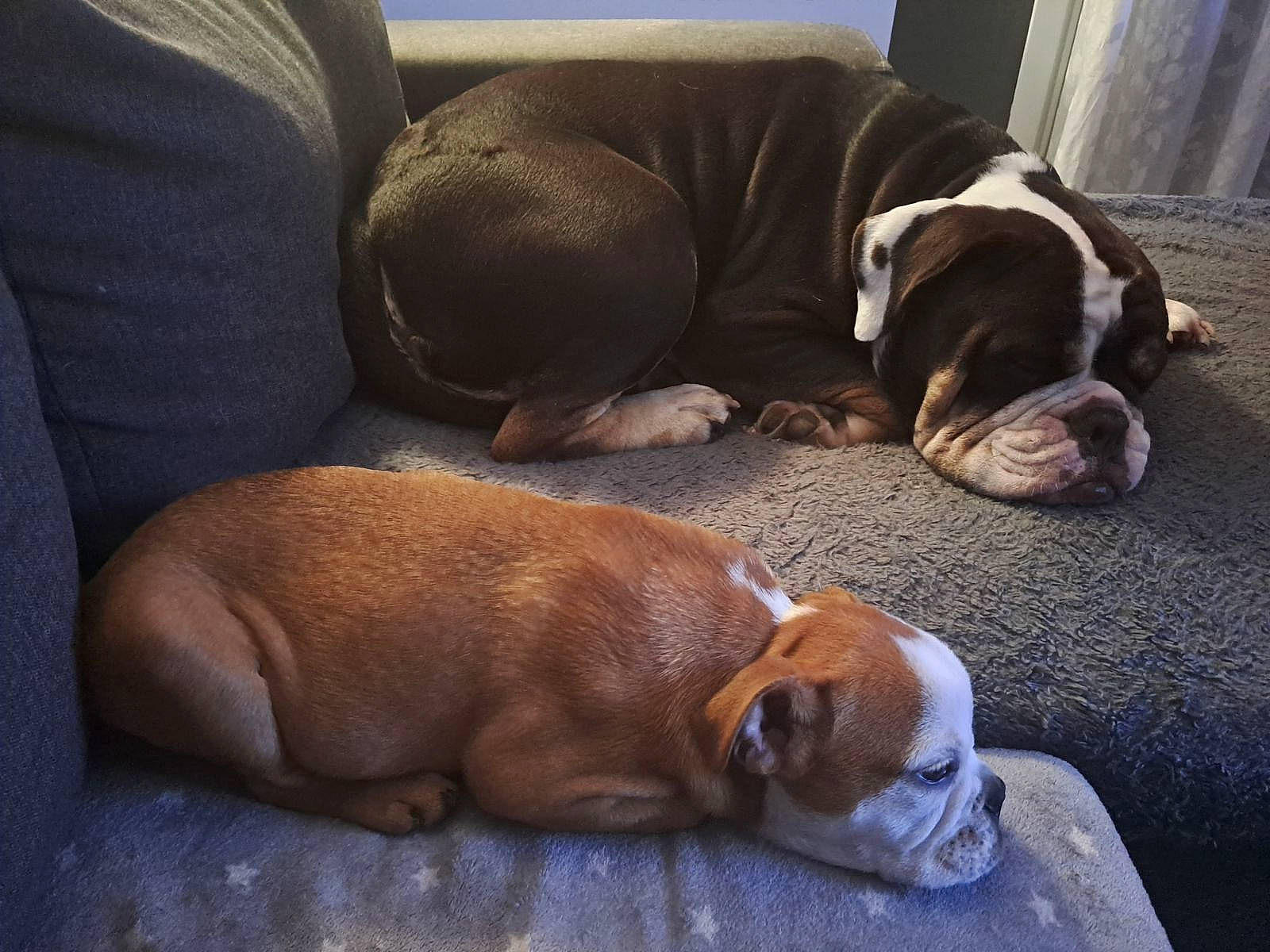 Tyson a rejoint le concours — aidez-le/la à gagner de superbes lots ! canidae, carnivore, comfort, companion_dog, dog, dog_breed, dog_supply, fawn, flooring, fur, hardwood, liver, nap, pet_supply, scent_hound, snout, sporting_group, tail, wood, working_animal