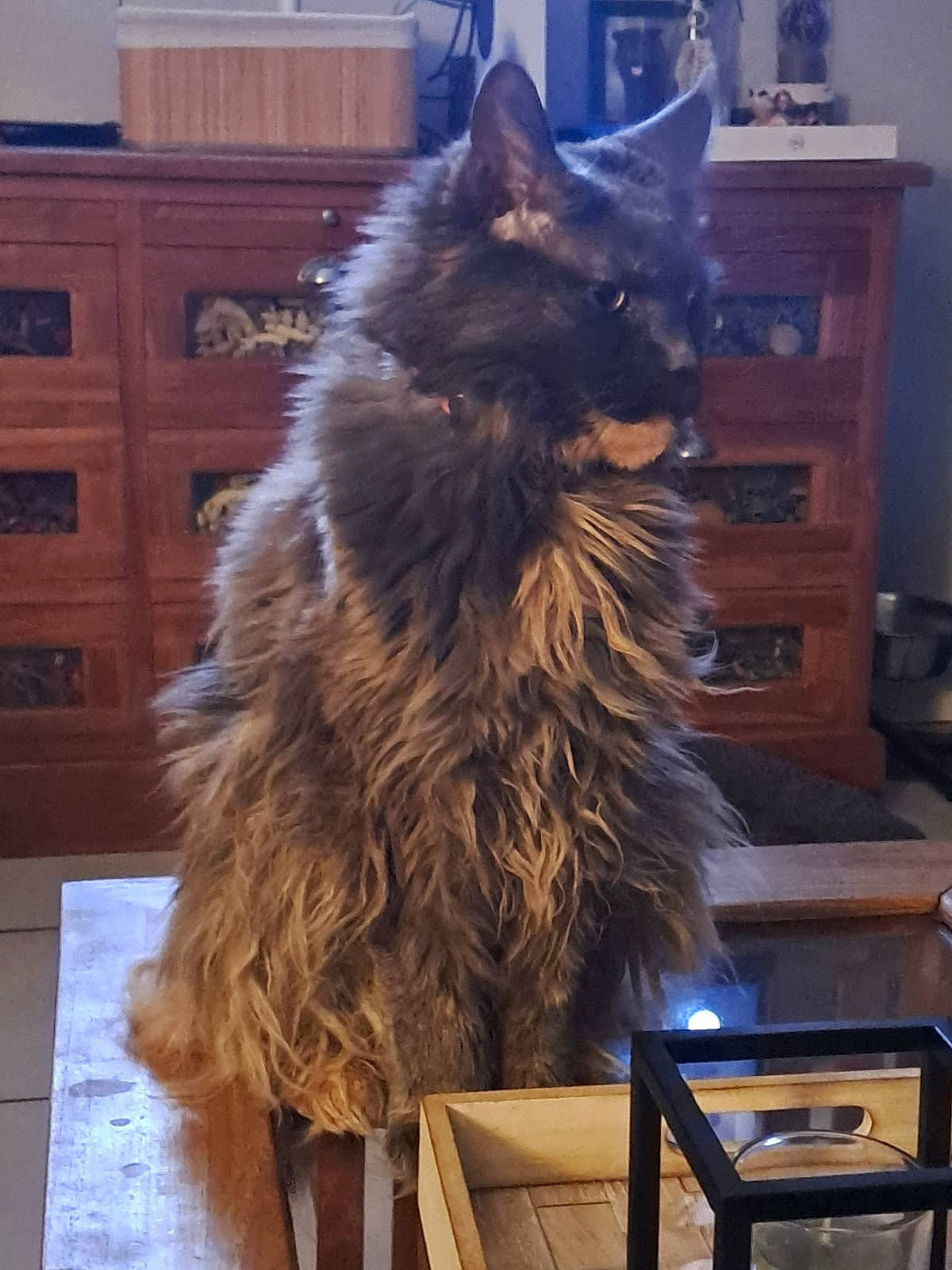 Malice participe au concours pour gagner de l'argent avec cette photo : cabinetry, carnivore, cat, chest_of_drawers, cupboard, drawer, felidae, flooring, fur, hardwood, maine_coon, room, small_to_medium_sized_cats, tail, varnish, whiskers, wood, wood_stain