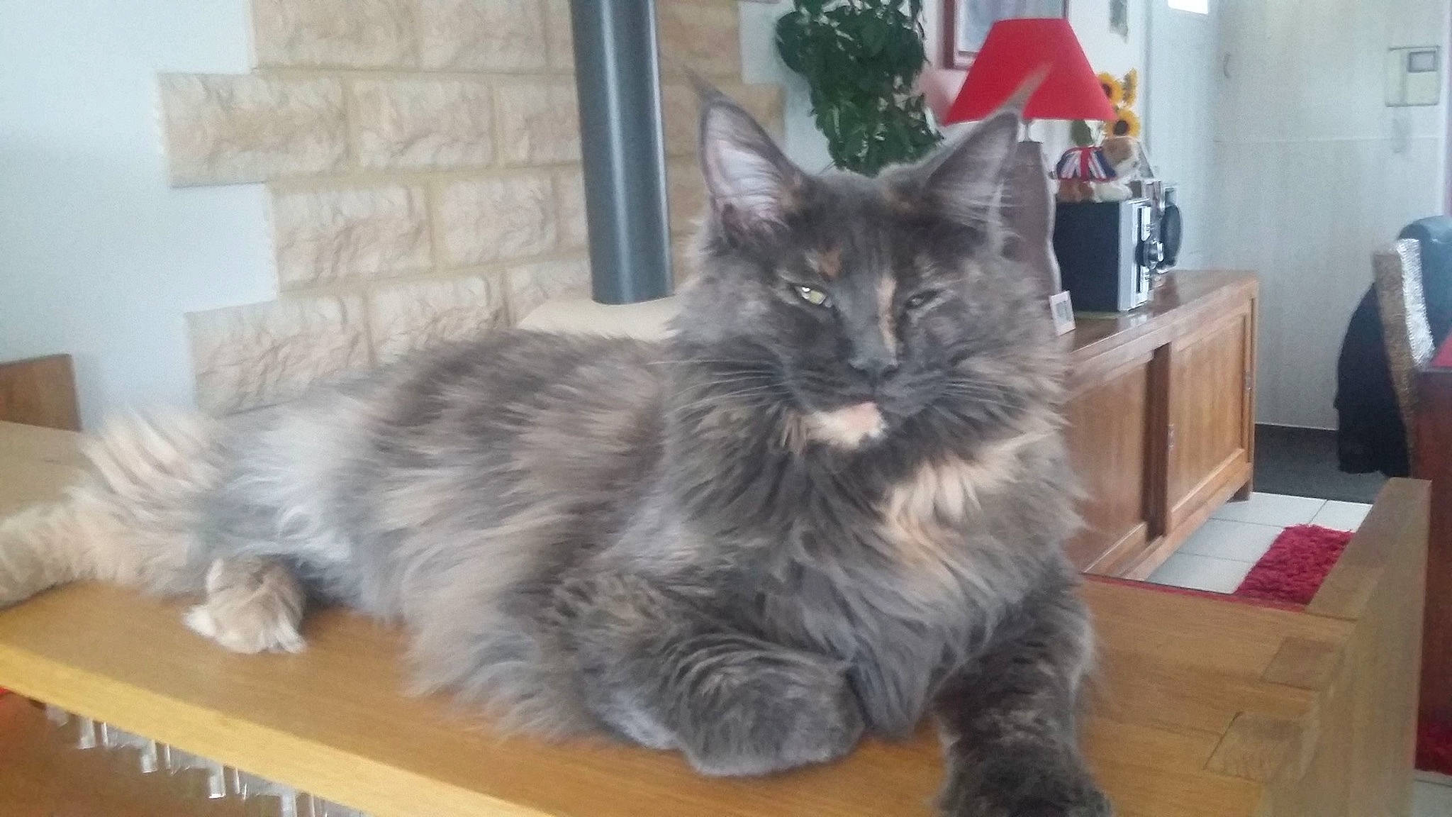 Malice a rejoint le concours — aidez-le/la à gagner de superbes lots ! aluminium, box, british_longhair, cabinetry, carnivore, cat, claw, comfort, felidae, flag, fur, grey, hardwood, maine_coon, paw, small_to_medium_sized_cats, snout, tail, terrestrial_animal, whiskers