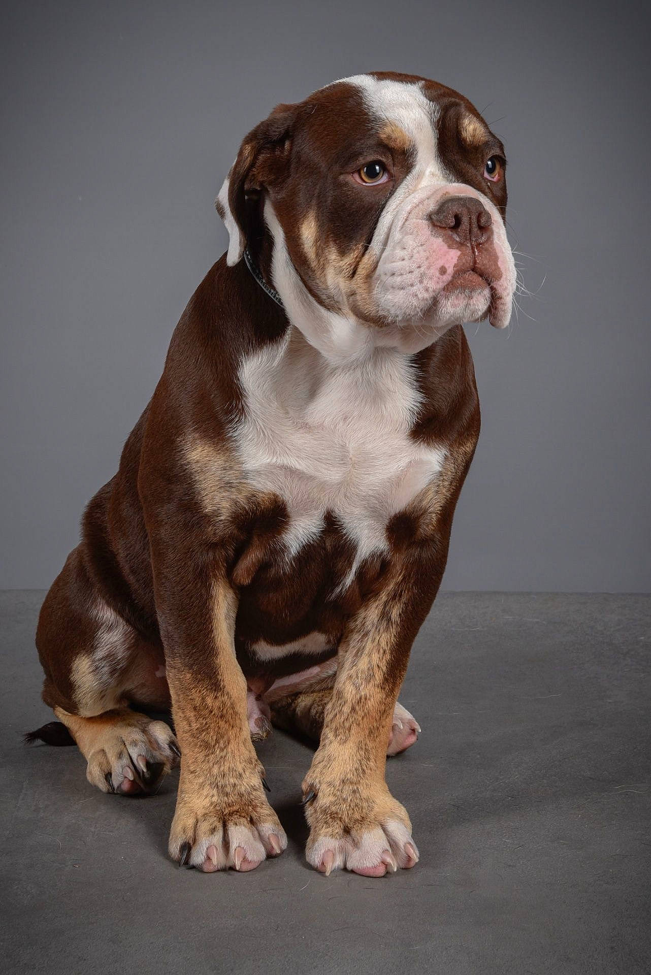 Snoop participe au concours pour gagner de l'argent avec cette photo : ancient_dog_breeds, bored, canidae, carnivore, companion_dog, dog, dog_breed, dog_collar, fawn, fur, liver, molosser, non_sporting_group, old_english_bulldog, snout, sporting_group, whiskers, working_animal, working_dog, wrinkle